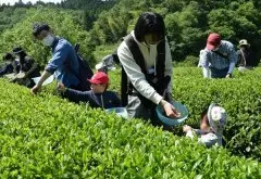 县内的茶点 小田原和须贺川的采茶体验