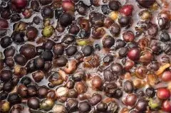 pwn黄金曼特宁咖啡种类和苏门答腊湿刨铁皮卡曼特宁咖啡种区别