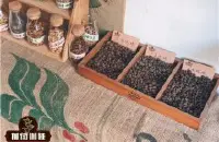 咖啡豆命名和意涵 咖啡原生种与味道差异