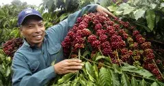 越南罗布斯塔咖啡生豆市场价格受疫情影响 上升多少钱一公斤？