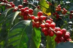 洪都拉斯咖啡从商业到单一产地介绍 咖啡品种和酒桶处理法